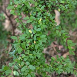 Coprosma quadrifida at Paddys River, ACT - 22 Apr 2021