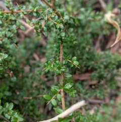 Coprosma quadrifida at Paddys River, ACT - 22 Apr 2021