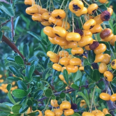 Pyracantha fortuneana (Firethorn) at Weston, ACT - 10 Apr 2021 by Tapirlord