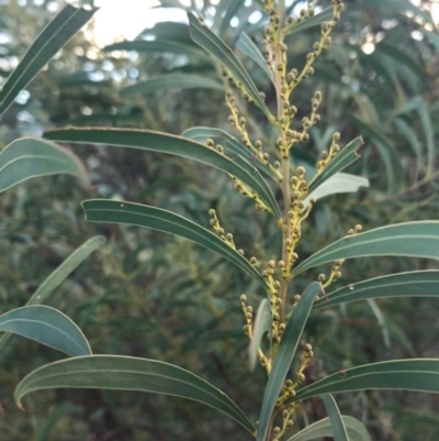 Acacia rubida (Red-stemmed Wattle, Red-leaved Wattle) at Weston, ACT - 10 Apr 2021 by Tapirlord