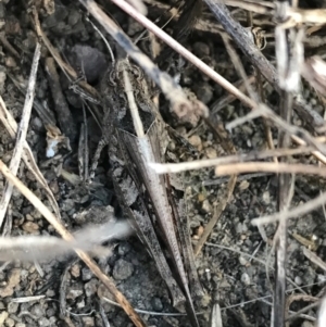 Heteropternis obscurella at Weston, ACT - 10 Apr 2021