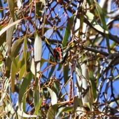 Delias harpalyce at Tennent, ACT - 27 Apr 2021