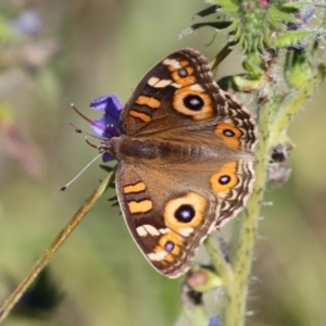 Junonia villida at Rendezvous Creek, ACT - 27 Apr 2021