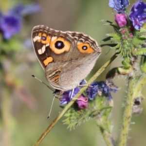 Junonia villida at Rendezvous Creek, ACT - 27 Apr 2021 12:42 PM