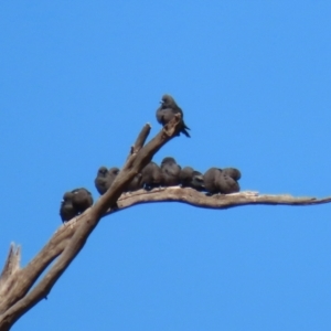 Artamus cyanopterus at Tennent, ACT - 27 Apr 2021