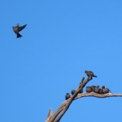 Artamus cyanopterus at Tennent, ACT - 27 Apr 2021