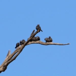 Artamus cyanopterus at Tennent, ACT - 27 Apr 2021