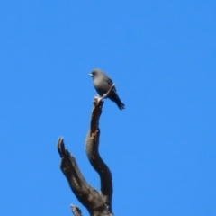 Artamus cyanopterus at Tennent, ACT - 27 Apr 2021