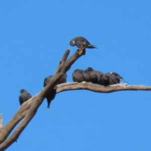 Artamus cyanopterus at Tennent, ACT - 27 Apr 2021