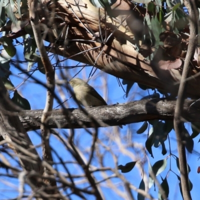 Ptilotula fusca (Fuscous Honeyeater) at Rendezvous Creek, ACT - 27 Apr 2021 by RodDeb