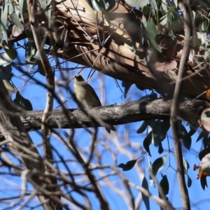 Ptilotula fusca at Rendezvous Creek, ACT - 27 Apr 2021