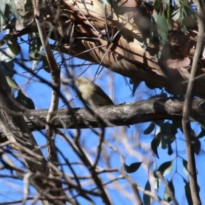 Ptilotula fusca at Rendezvous Creek, ACT - 27 Apr 2021