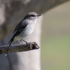 Melanodryas cucullata cucullata at Tennent, ACT - suppressed