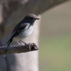 Melanodryas cucullata cucullata at Tennent, ACT - 27 Apr 2021