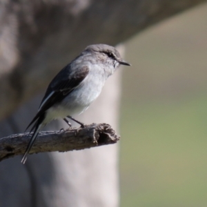 Melanodryas cucullata cucullata at Tennent, ACT - 27 Apr 2021