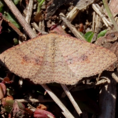 Epicyme rubropunctaria (Red-spotted Delicate) at Rendezvous Creek, ACT - 27 Apr 2021 by RodDeb