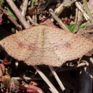 Epicyme rubropunctaria at Rendezvous Creek, ACT - 27 Apr 2021