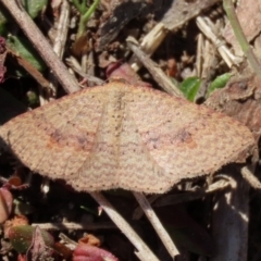 Epicyme rubropunctaria at Rendezvous Creek, ACT - 27 Apr 2021