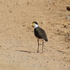 Vanellus miles (Masked Lapwing) at Rendezvous Creek, ACT - 27 Apr 2021 by RodDeb
