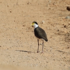 Vanellus miles (Masked Lapwing) at Namadgi National Park - 27 Apr 2021 by RodDeb