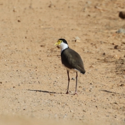 Vanellus miles (Masked Lapwing) at Rendezvous Creek, ACT - 27 Apr 2021 by RodDeb