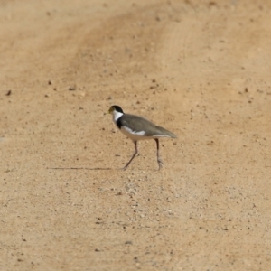 Vanellus miles at Rendezvous Creek, ACT - 27 Apr 2021 12:29 PM