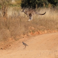 Vanellus miles at Rendezvous Creek, ACT - 27 Apr 2021 12:29 PM