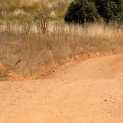 Vanellus miles at Rendezvous Creek, ACT - 27 Apr 2021 12:29 PM