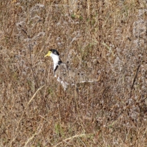 Vanellus miles at Rendezvous Creek, ACT - 27 Apr 2021 12:29 PM