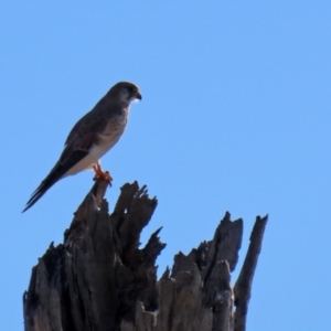 Falco cenchroides at Gordon, ACT - 27 Apr 2021