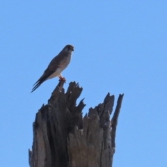 Falco cenchroides at Gordon, ACT - 27 Apr 2021