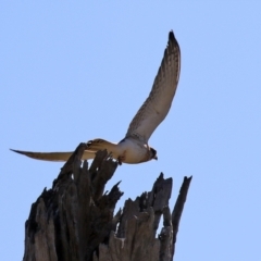 Falco cenchroides at Gordon, ACT - 27 Apr 2021