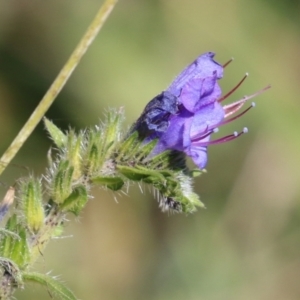 Echium vulgare at Rendezvous Creek, ACT - 27 Apr 2021