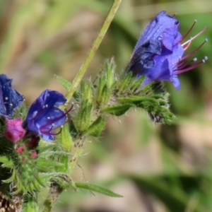 Echium vulgare at Rendezvous Creek, ACT - 27 Apr 2021