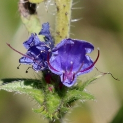 Echium vulgare at Rendezvous Creek, ACT - 27 Apr 2021 12:42 PM