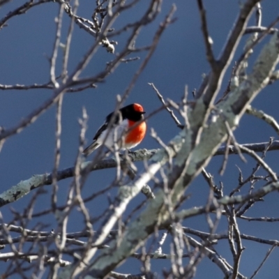 Petroica goodenovii (Red-capped Robin) at Tennent, ACT - 27 Apr 2021 by RodDeb