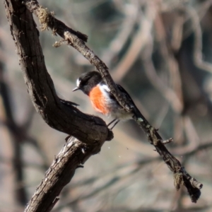 Petroica boodang at Rendezvous Creek, ACT - 27 Apr 2021 01:26 PM