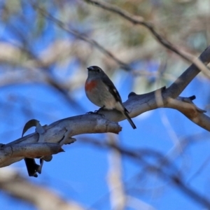 Petroica boodang at Rendezvous Creek, ACT - 27 Apr 2021 01:26 PM