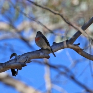 Petroica boodang at Rendezvous Creek, ACT - 27 Apr 2021 01:26 PM