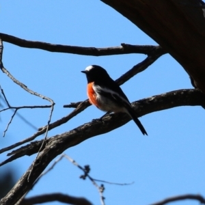 Petroica boodang at Rendezvous Creek, ACT - 27 Apr 2021 01:26 PM