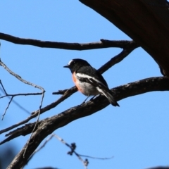 Petroica boodang at Rendezvous Creek, ACT - 27 Apr 2021 01:26 PM