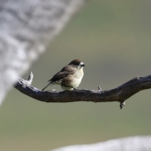 Aphelocephala leucopsis at Tennent, ACT - 27 Apr 2021