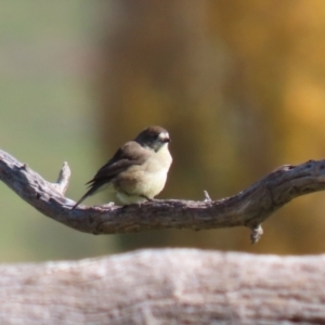 Aphelocephala leucopsis at Tennent, ACT - 27 Apr 2021 11:16 AM