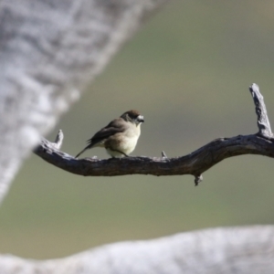 Aphelocephala leucopsis at Tennent, ACT - 27 Apr 2021