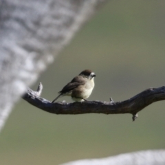 Aphelocephala leucopsis at Tennent, ACT - 27 Apr 2021