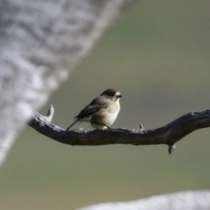 Aphelocephala leucopsis at Tennent, ACT - 27 Apr 2021 11:16 AM