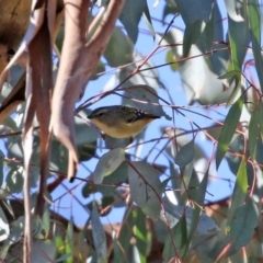 Pardalotus punctatus (Spotted Pardalote) at Rendezvous Creek, ACT - 27 Apr 2021 by RodDeb