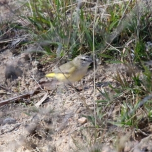 Acanthiza chrysorrhoa at Rendezvous Creek, ACT - 27 Apr 2021