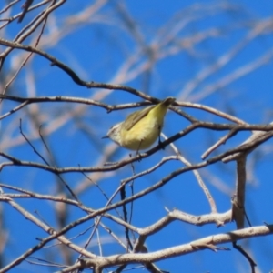 Acanthiza chrysorrhoa at Rendezvous Creek, ACT - 27 Apr 2021