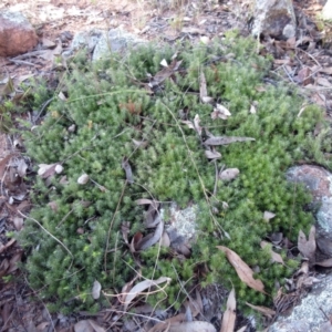 Acrotriche serrulata at Holt, ACT - 27 Apr 2021